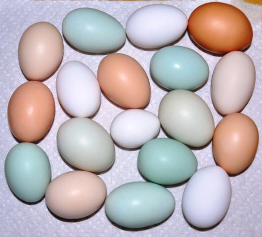 Huevos Azules de Gallina Araucana: mitos y leyendas